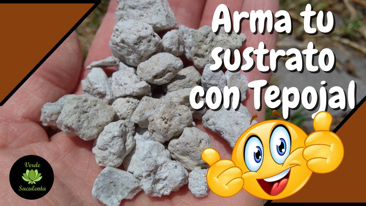 ✅Y tendrás SUCULENTAS🌱 y CACTUS🌵 sanos y hermosos.😎