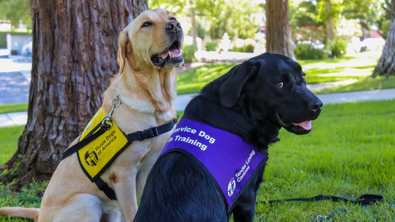 Guide Dogs of America and Tender Loving Canines: Transforming Lives
