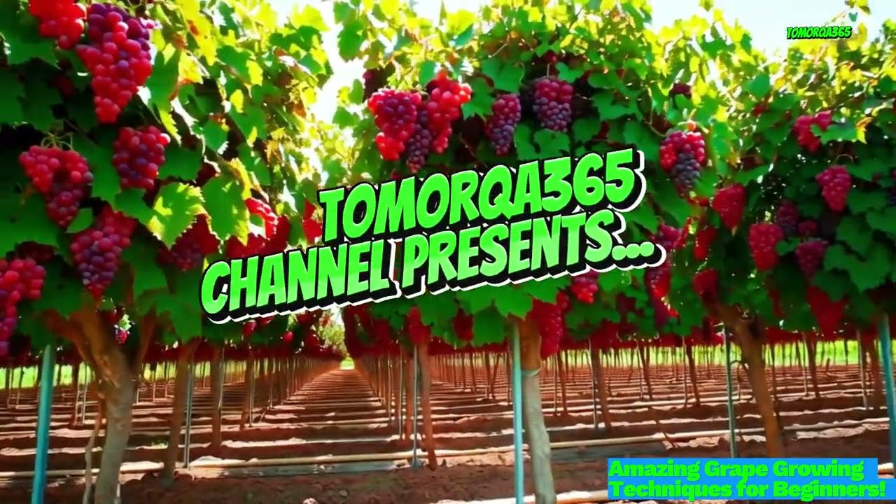 Amazing Grape Growing Techniques for Beginners!