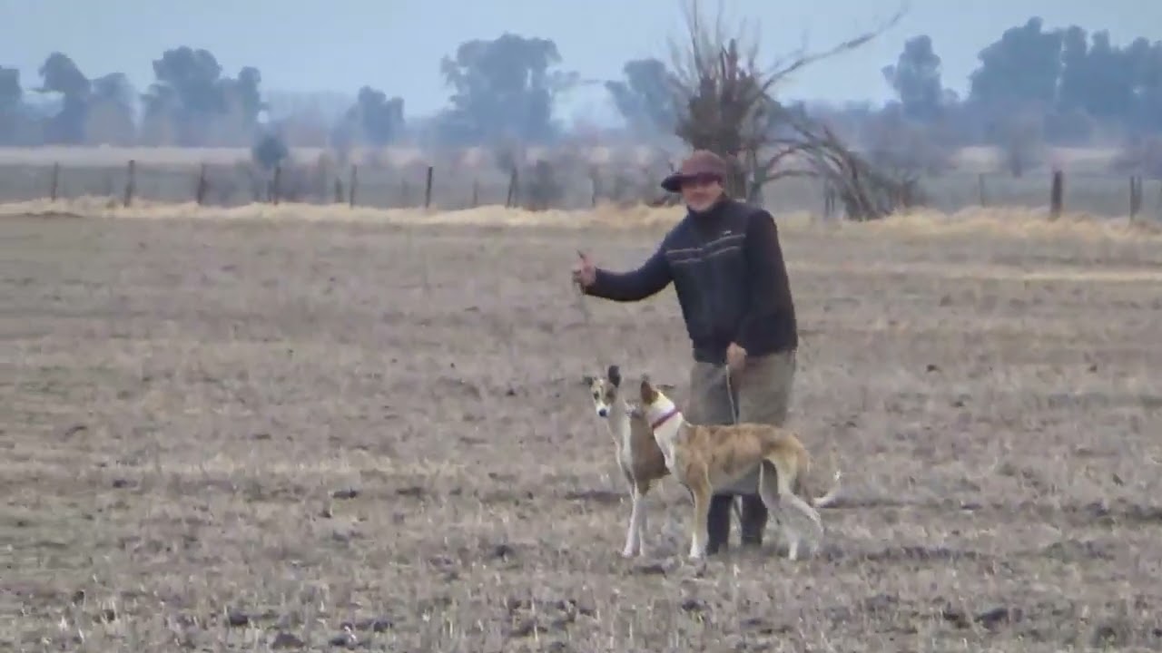 Galgos de Jorgito 2025
