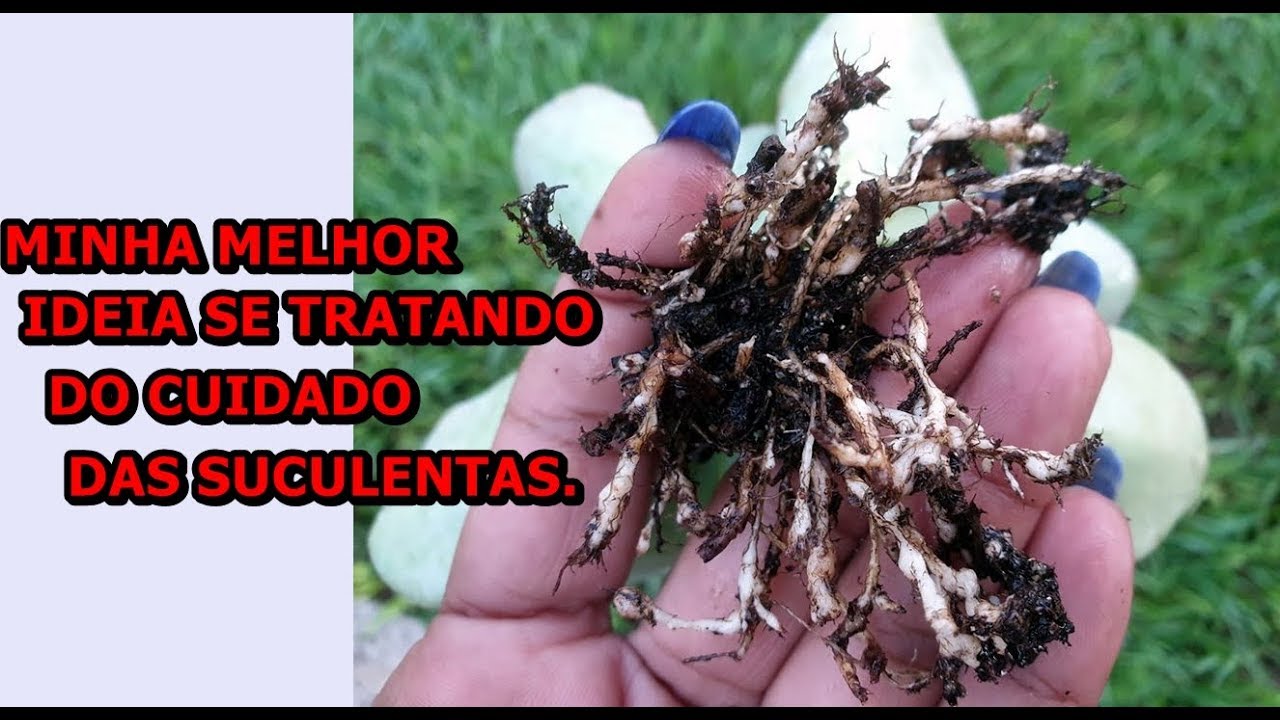 COMO ACABAR COM OS NEMATOIDES DAS  SUCULENTAS