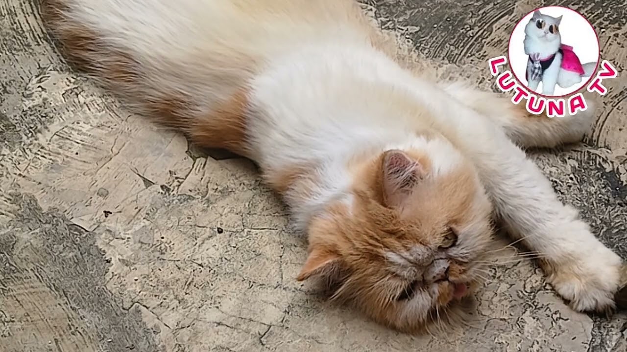 KUCING MEONG-MEONG GEMOY REBAHAN - KUCING IMUT DAN LUCU