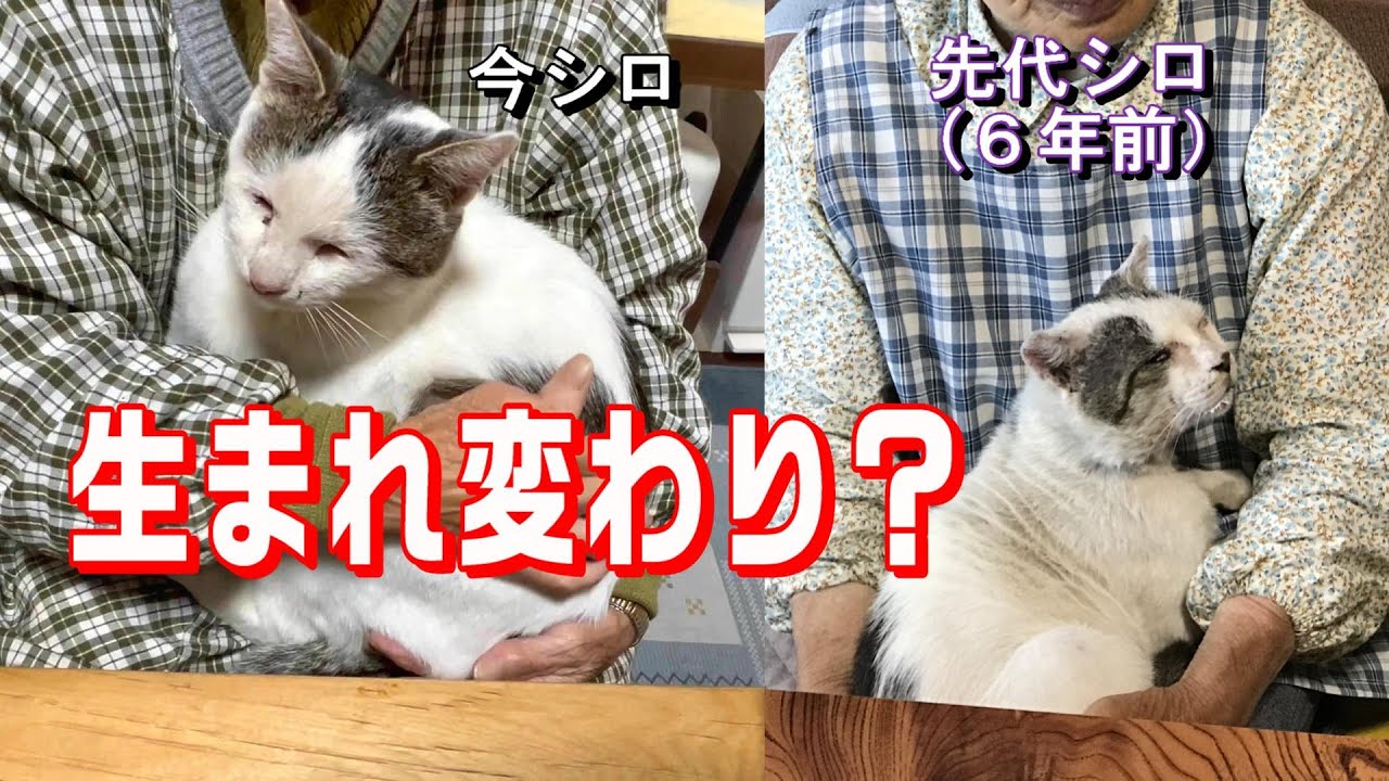 先代シロの生まれ変わり？タイムスリップ？：実家の母のところにやって来た今シロが酷似！【オリジナル曲】