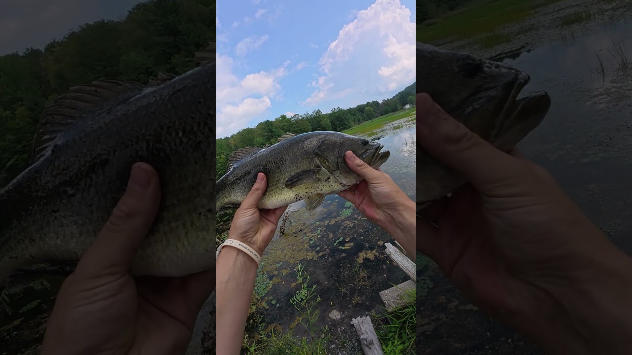 Flipping Heavy Cover with Spinning Tackle!