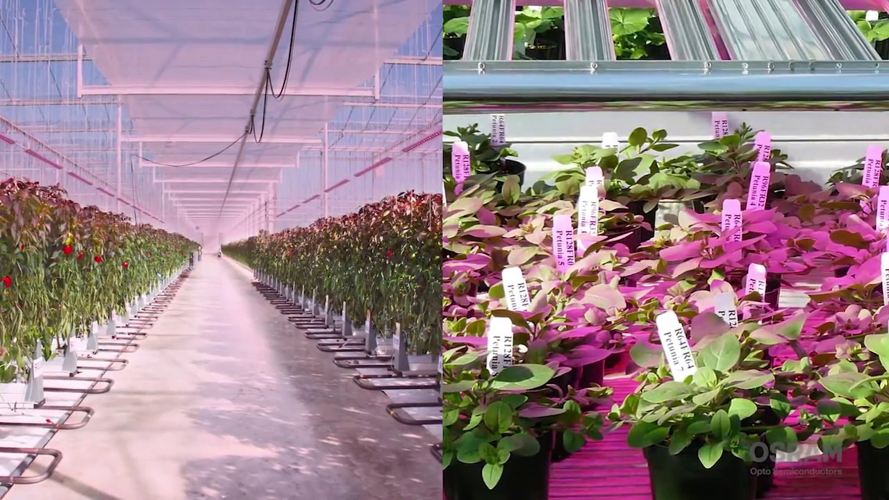 LEDs for Horticultural Lighting by OSRAM Opto Semiconductors