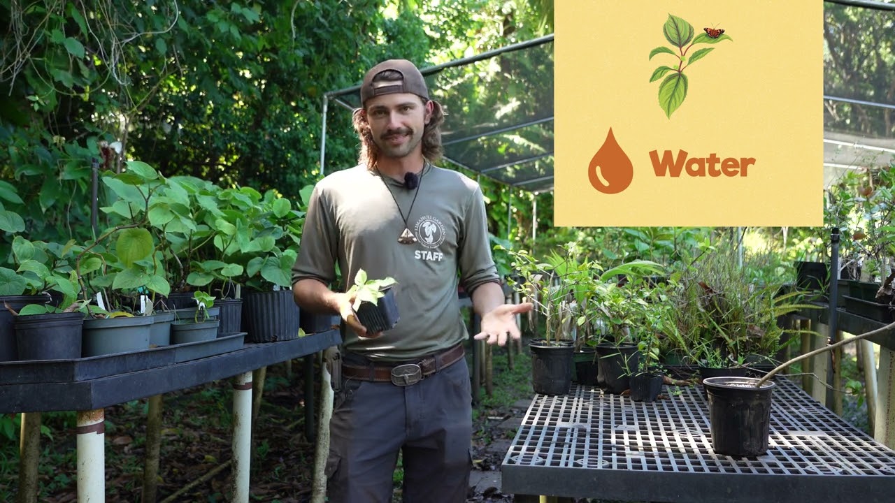 How to grow Māmaki
