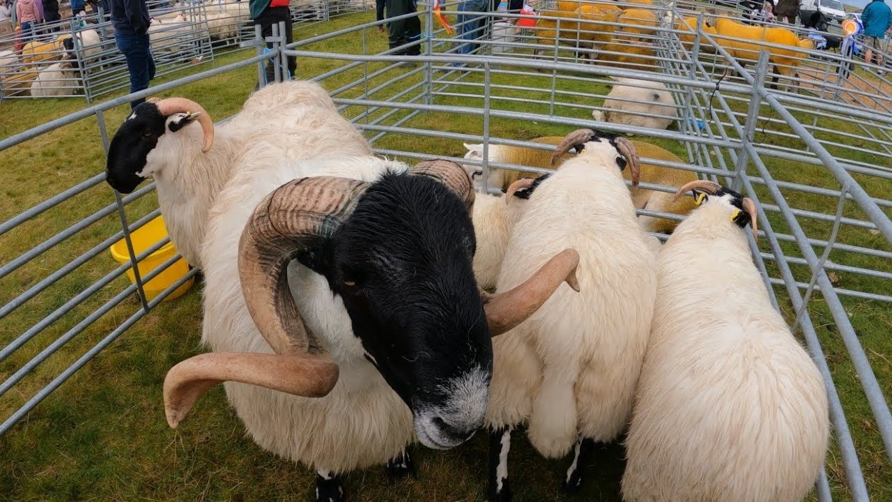 Exploring The Clonmany Festival 2024: Agricultural Show & Live Music
