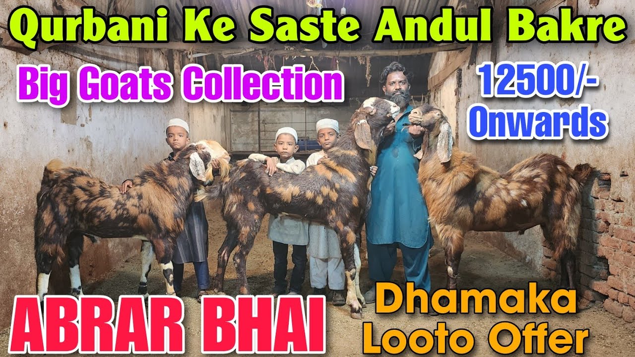 12500/- Onwards Saste Andul Bakre At ABRAR BHAI | Qurbani Low Budget Goats In Bhiwandi 