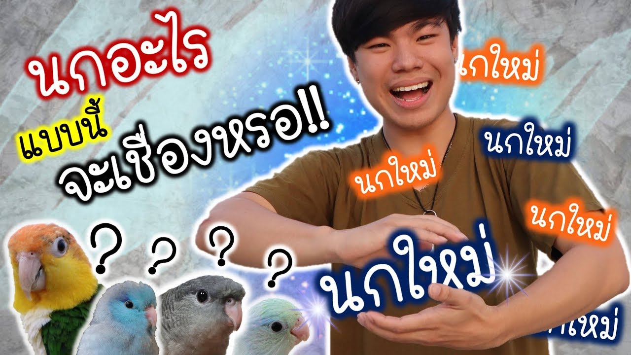 นกแบบนี้เลี้ยงเชื่องได้หรอ? พัฒนาการ 12 วันจนนกเชื่อง | My PET EP.14