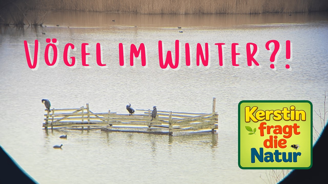 Was machen die Vögel im Winter?
