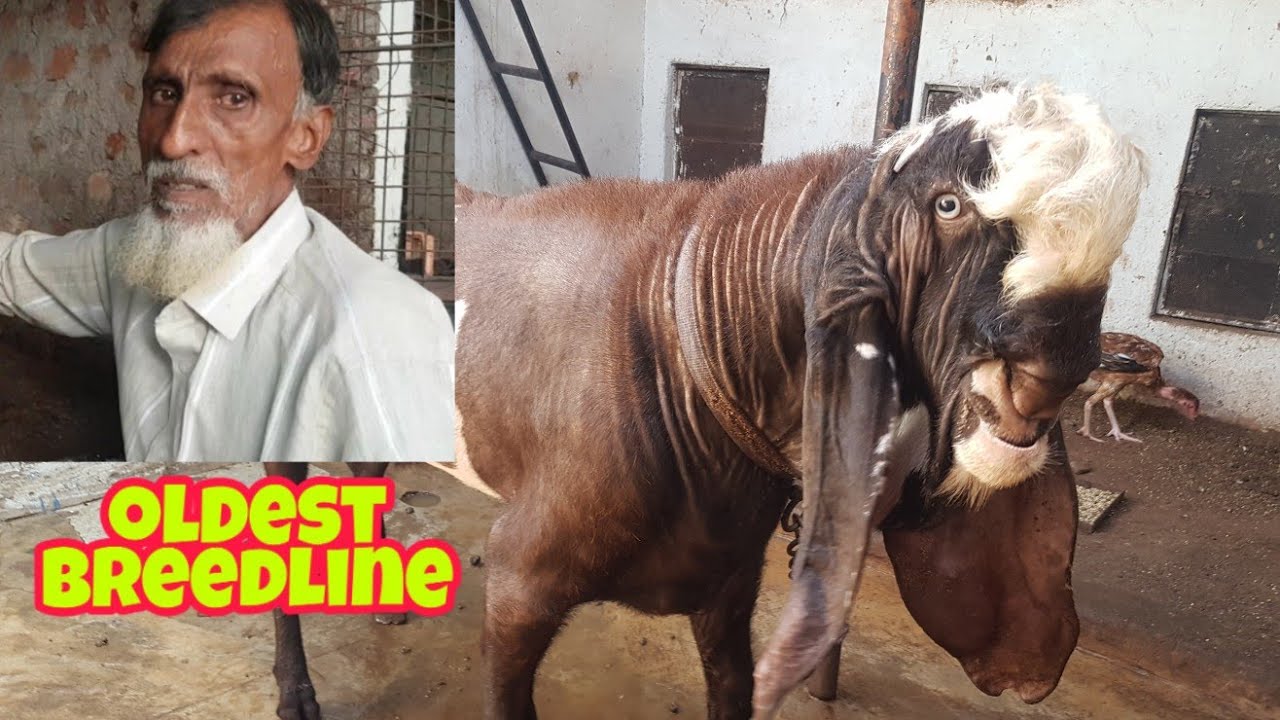 Oldest Farmer Of Hyderabadi Goats.