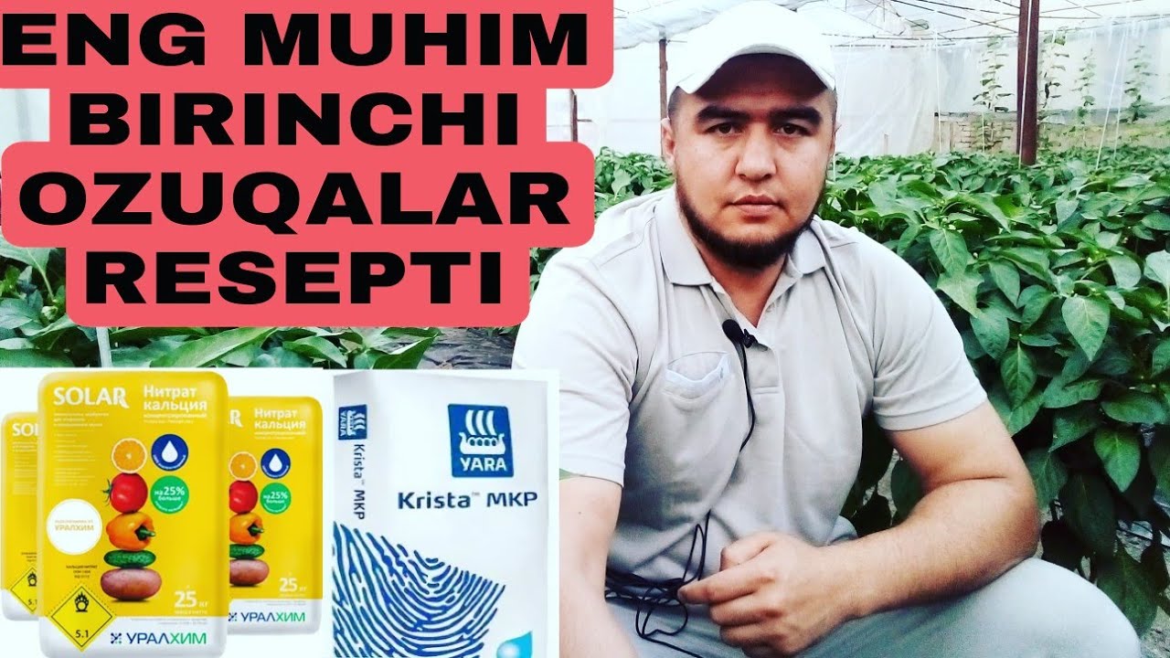 BIRINCHI ENG MUHIM OZUQALAR POMIDOR BODRING QALAMPIR BOQLAJON