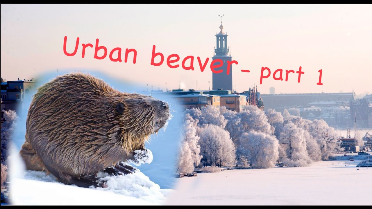 Urban beaver - part1