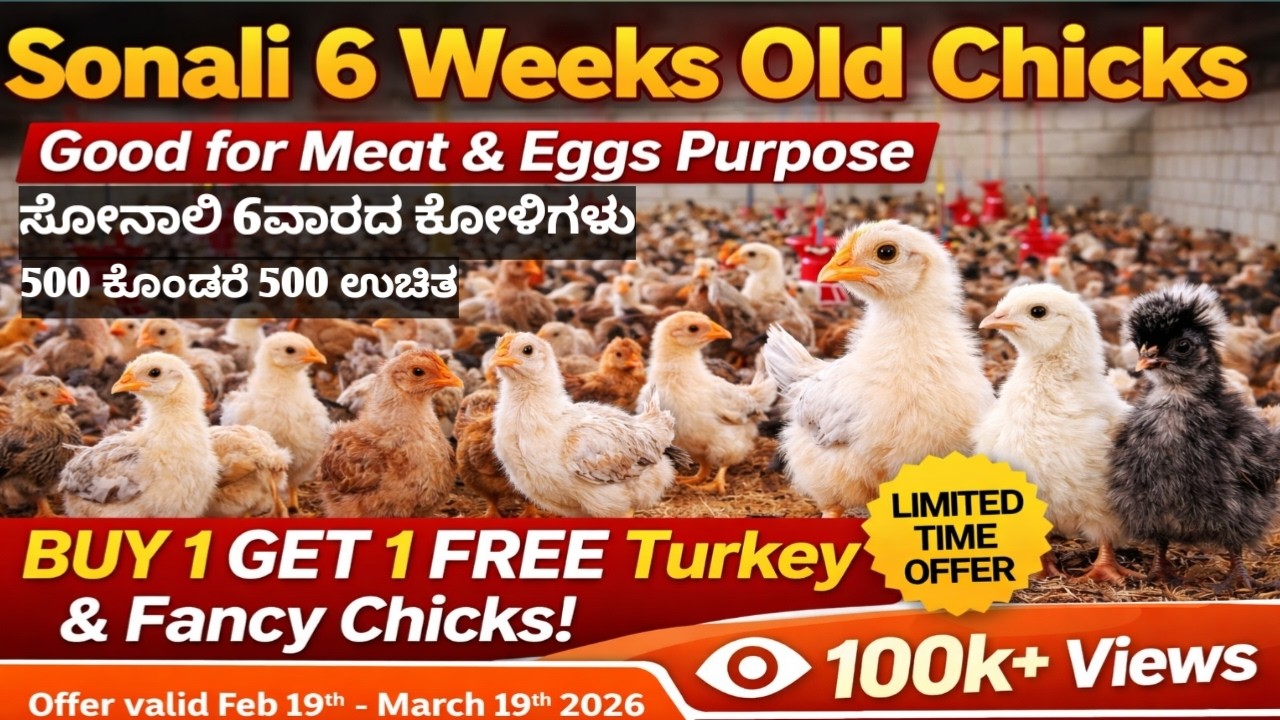 ಸೋನಾಲಿ 6363199844, 6ವಾರದ ಮರಿಗಳು ಜೋಡಿ 290/- ಮಾತ್ರ , ಮಾಂಸ ಮತ್ತು ಮೊಟ್ಟೆಗಳಿಗೆ ಸೋನಾಲಿ ಒಳ್ಳೆಯದು. Bangalore