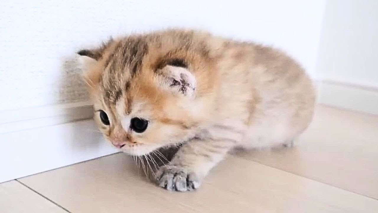 子猫のChai･･･一人で初めての大冒険【Kitten Chai...his first big adventure alone】#猫#子猫#kitten#cat