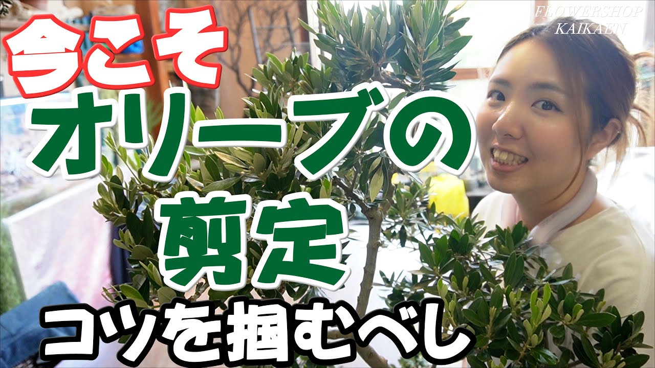 【オリーブの剪定】９月中旬～下旬　今こそコツを掴むべし　成長期の今が切るタイミング　ひょろひょろな枝　切る場所【おうちでガーデニング】開花園チャンネル