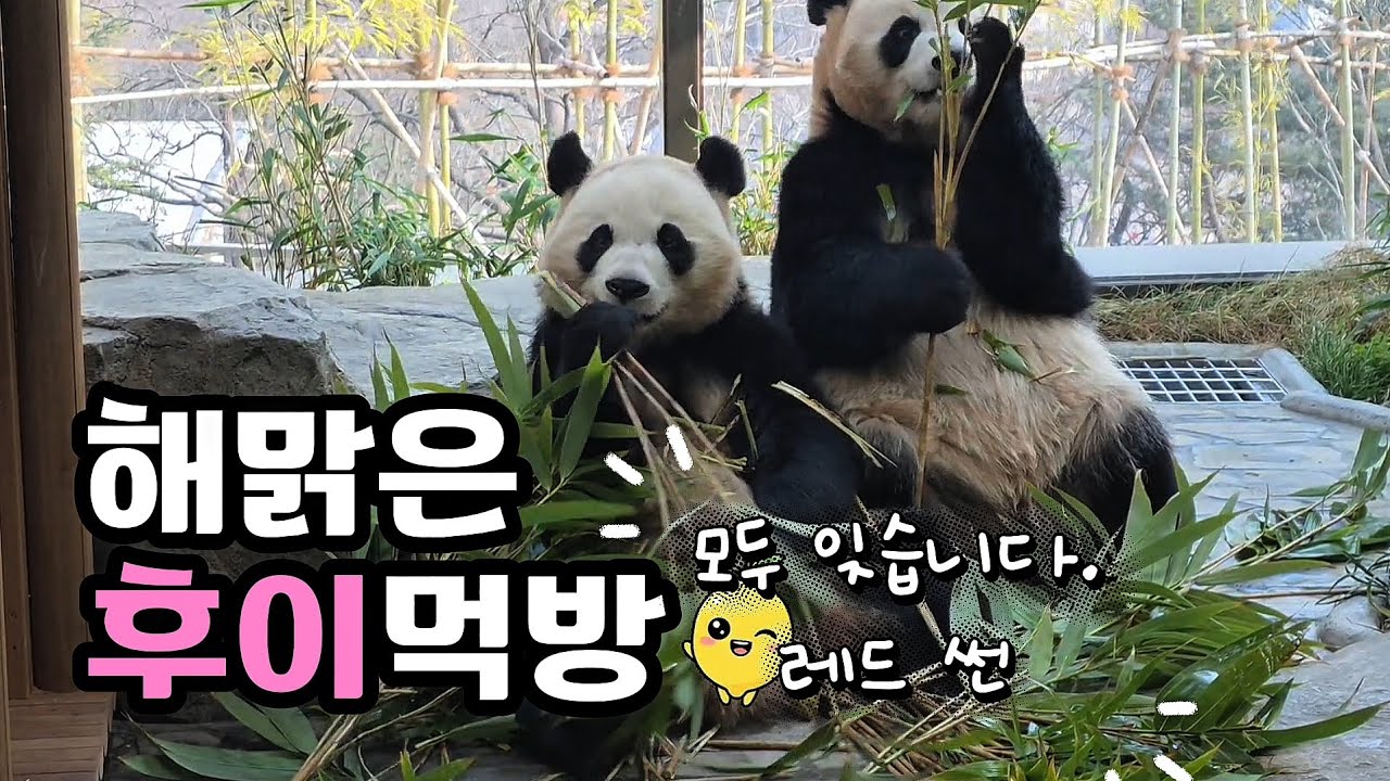 🗓20260220 세컨하우스 🎦해맑은 후이먹방 | 보신 후 모두 레드썬🪄😎🎦 💕🐼루이바오🐼후이바오💕