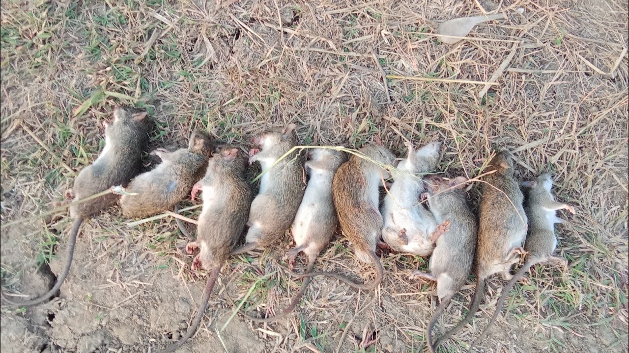 #snake ដាក់ថ្ងៃមើលព្រឹកបានអត់(កណ្ដុរស្រែ)