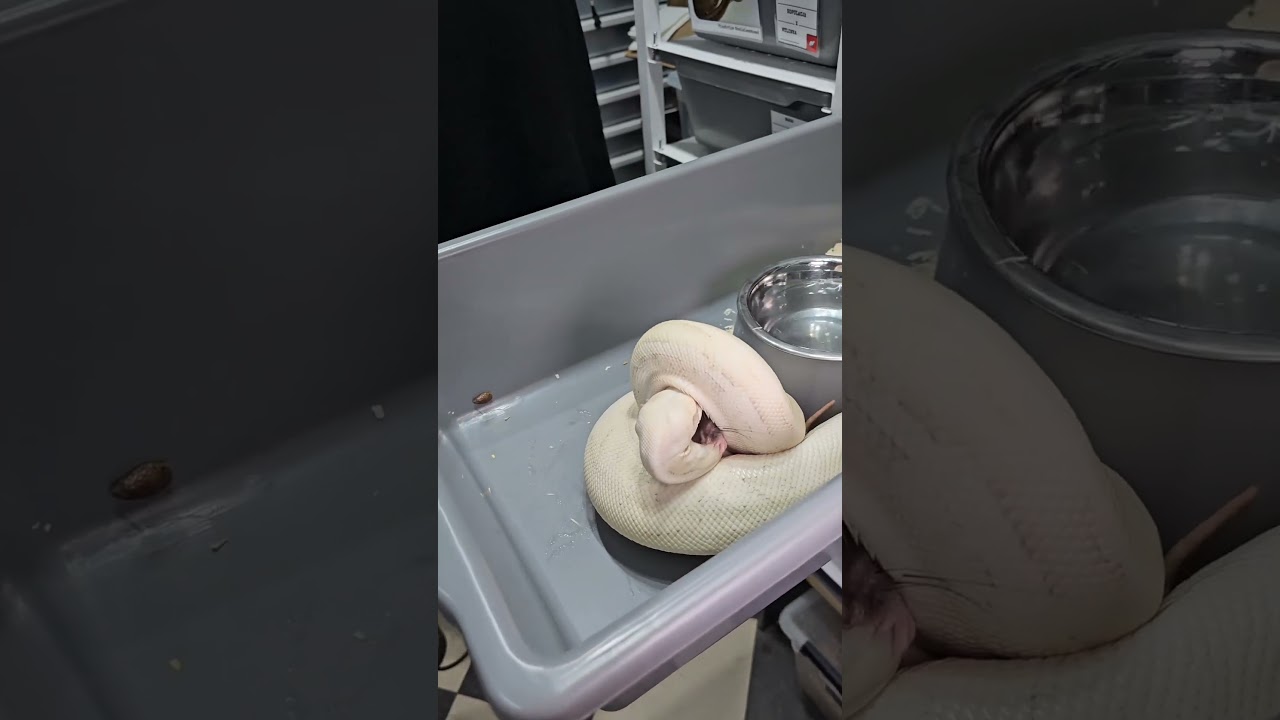 Snake Bite 🐰 Rat #trending #viral #Animal