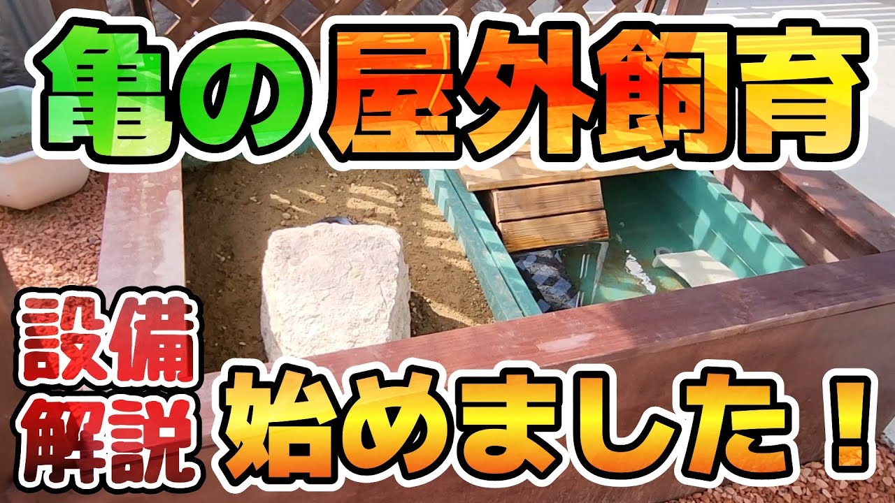【クサガメ・イシガメ】亀を屋外で飼育するための飼育スペースを設置しました！安全に飼育するための設備を解説します！【亀屋外飼育】