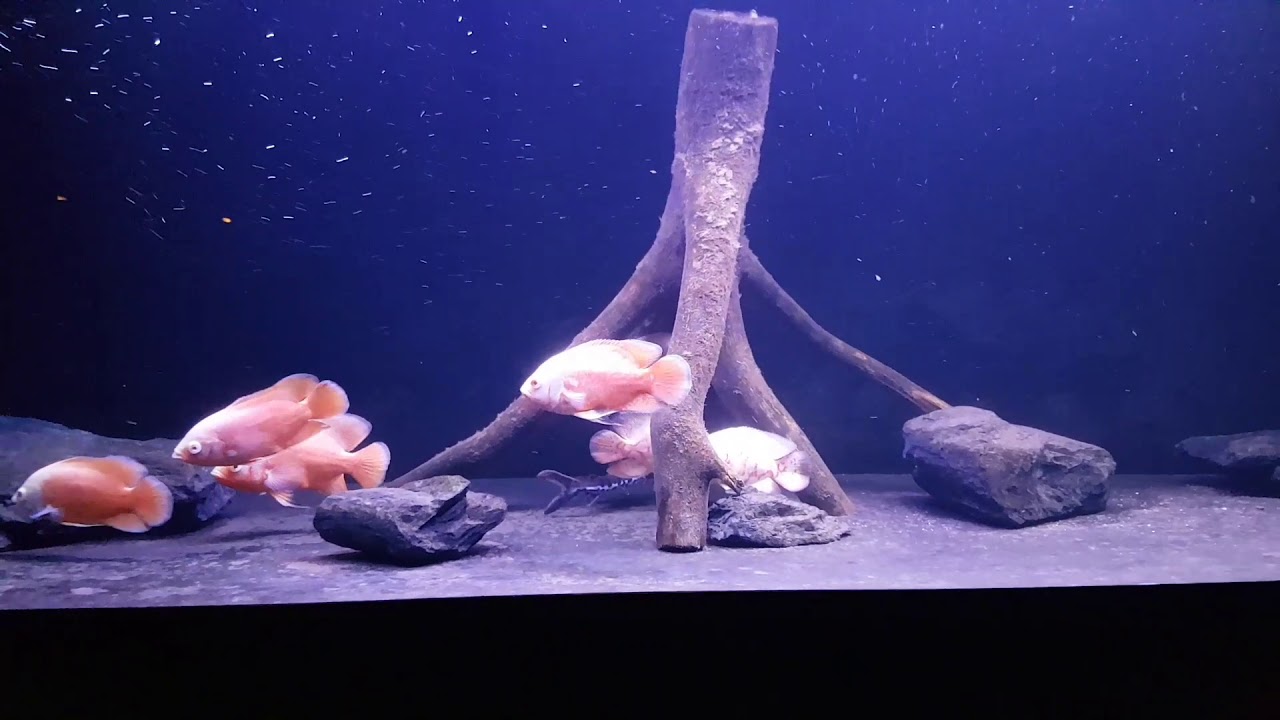 Pawiookie Albino oscar fish tank 200x60x60cm 190gal
