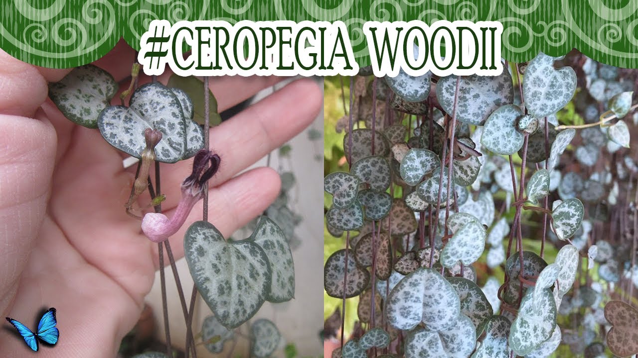 #Suculentadodia! | Ceropegia Woodii / Corações Emaranhados - Atualização