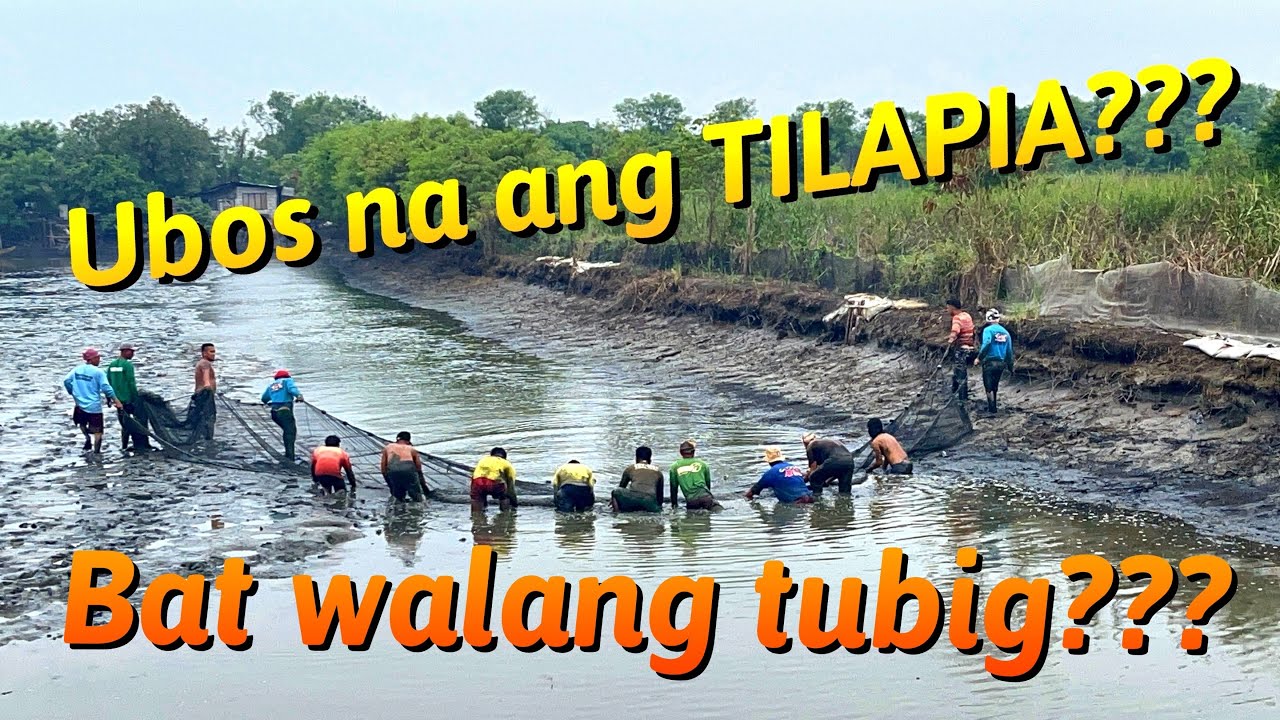 Pag-simot sa mga natitirang Tilapia sa palaisdaan - Guagua, Pampanga