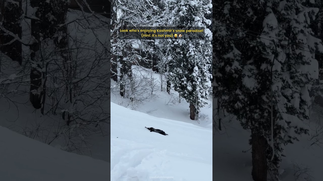Stop scrolling and plan your winter adventure to Kashmir now! ❄️#indiahiddengems #dog #snow