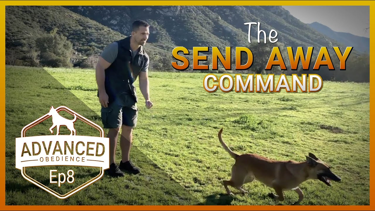 How to Teach Your Dog the Send Out/Send Away Command