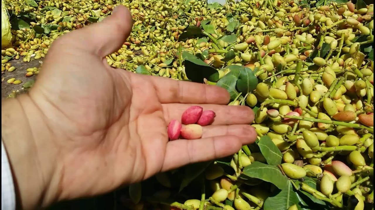 ANTEP FISTIĞINDA HASAT ZAMANI. BAKLAVA ve KURU YEMİŞ ÇEŞİTLERİ.