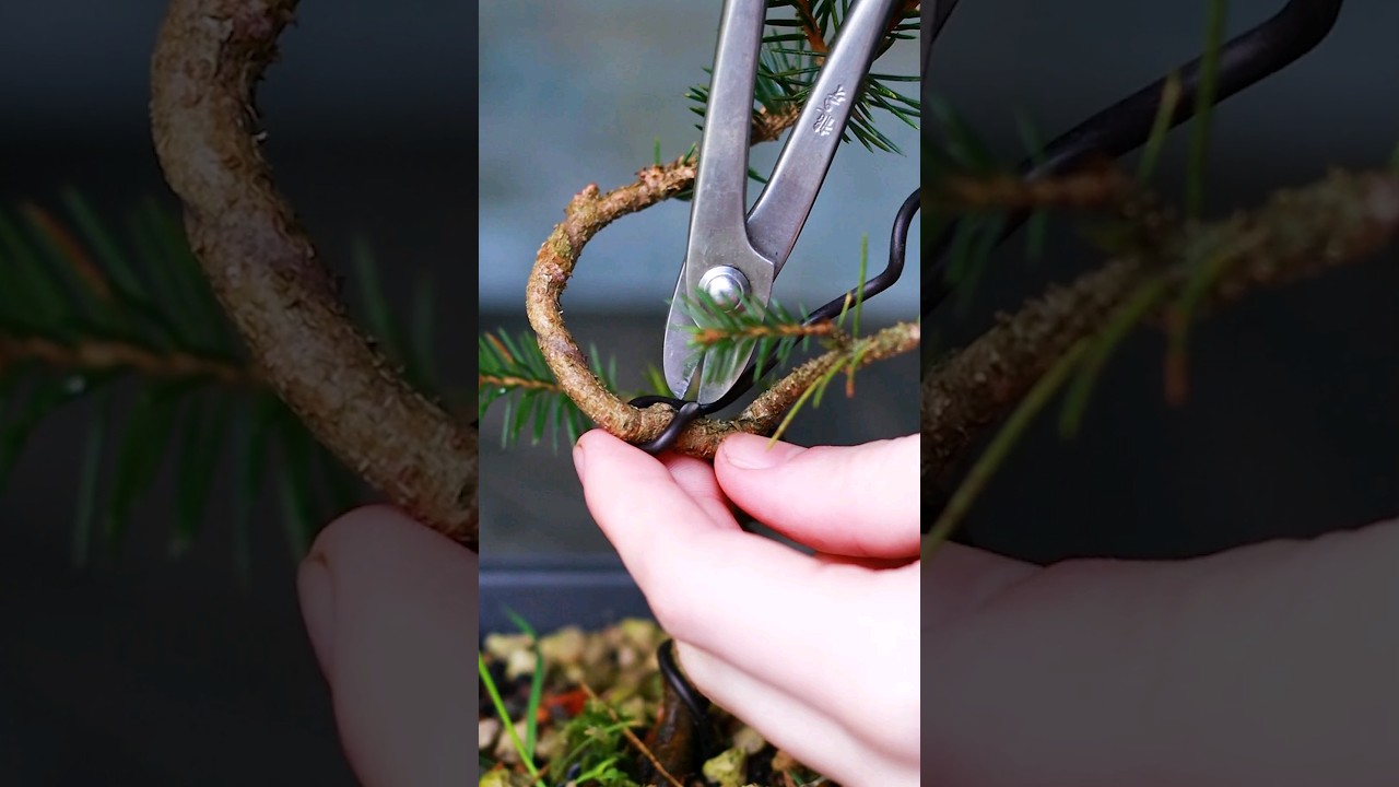 Как снять проволоку с вашего бонсай