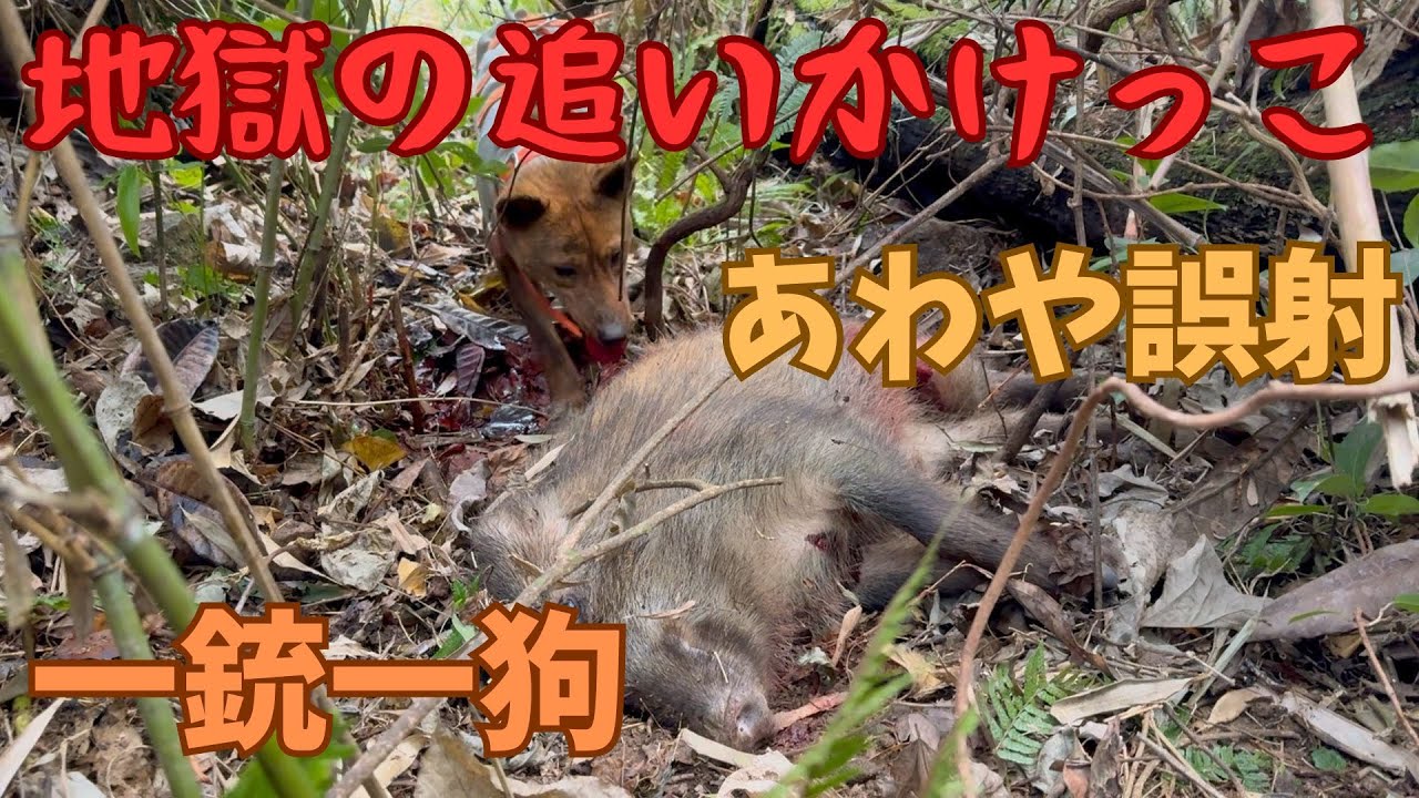 【あわや誤射】足がヘロヘロになるまで地獄の追いかけっこが続いた末に、猟犬アスカが絡んで吠えて止めていたところを猟銃で捕獲した単独狩猟（一銃一狗）