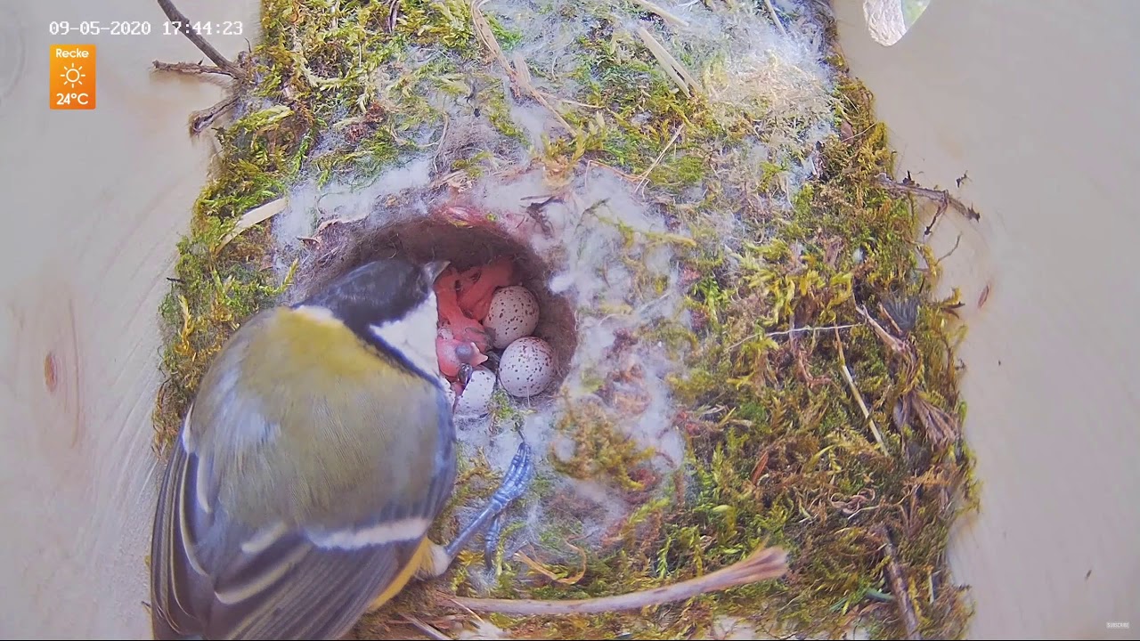 Wild bird hatching (Eurasian Great Tit - Parus major)