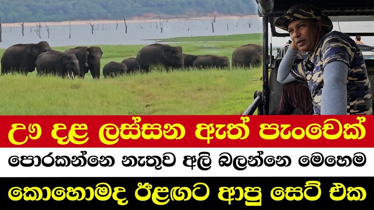 ඌ දළ ලස්සන ඇත් පැංචෙක් | පොරකන්නෙ නැතුව අලි බලන්නෙ මෙහෙම | කොහොමද ඊළඟට ආපු සෙට් එක