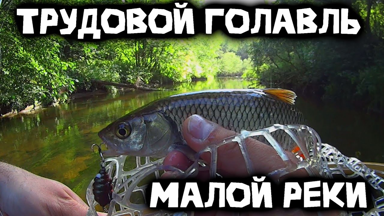 Голавль на таракана | Самая трудовая рыбалка сезона