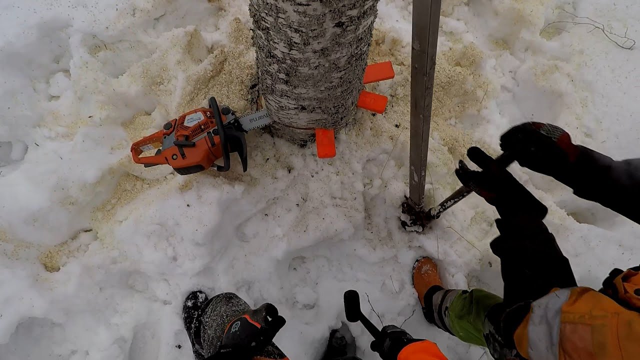 Pihakoivujen kaato DIY pusherilla. Hi-Lift Diy tree pusher bar felling. Husqvarna 550xp mark ll
