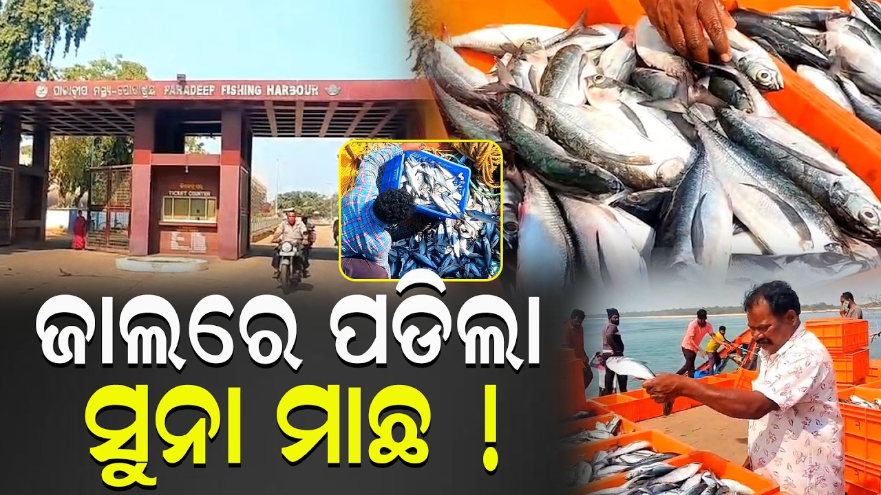 ମଝି ସମୁଦ୍ରରେ ସୁନା ମାଛ! ଏକ ରାତିରେ ଲକ୍ଷପତି ହେଲେ ମତ୍ସ୍ୟଜୀବୀ Paradip | Golden Fish | Millionaire