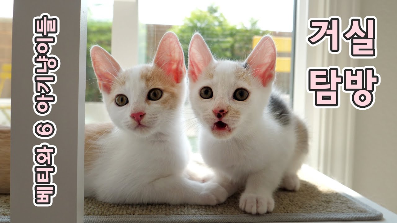 임보 고양이 가족 돌아가기전 마지막 거실 탐방 - 가족 사진 도전