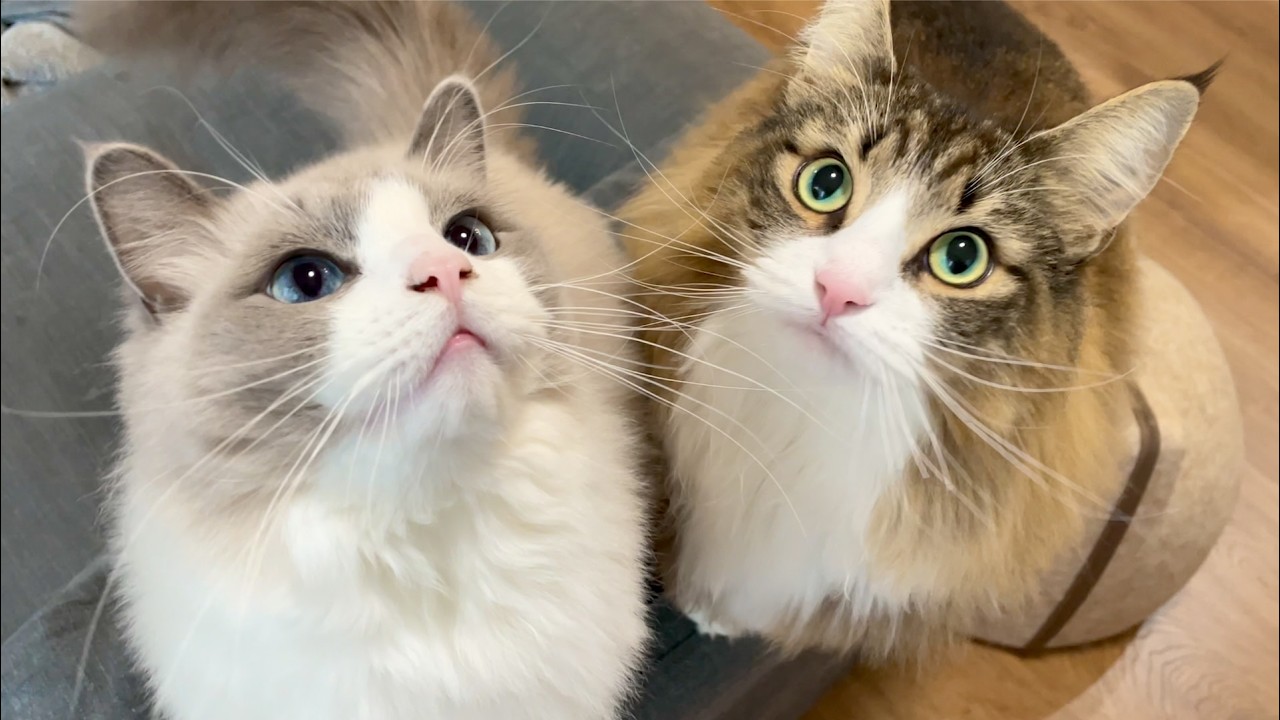 飼い主が帰ってこなくて大泣きする猫ちゃん達がこちらです(かわいいです)