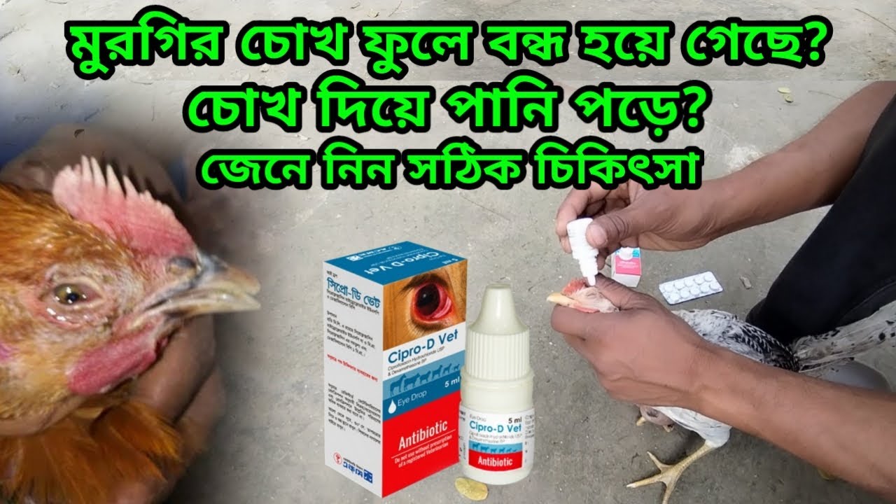 মুরগির চোখ ফুলে বন্ধ হয়ে গেছে? চোখ দিয়ে পানি পড়ে? জেনে নিন সঠিক চিকিৎসা