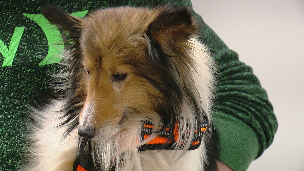 Humane Society caring for Shelties dumped at Warren County park in cold weather