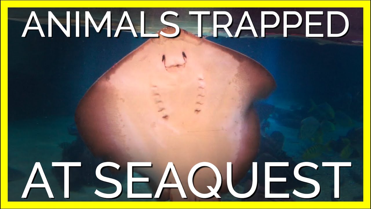 SeaQuest Is No Place for Animals