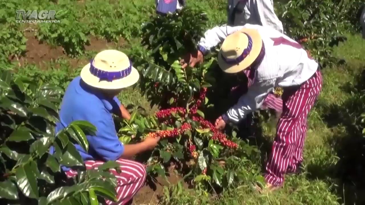 Producción de café en Guatemala