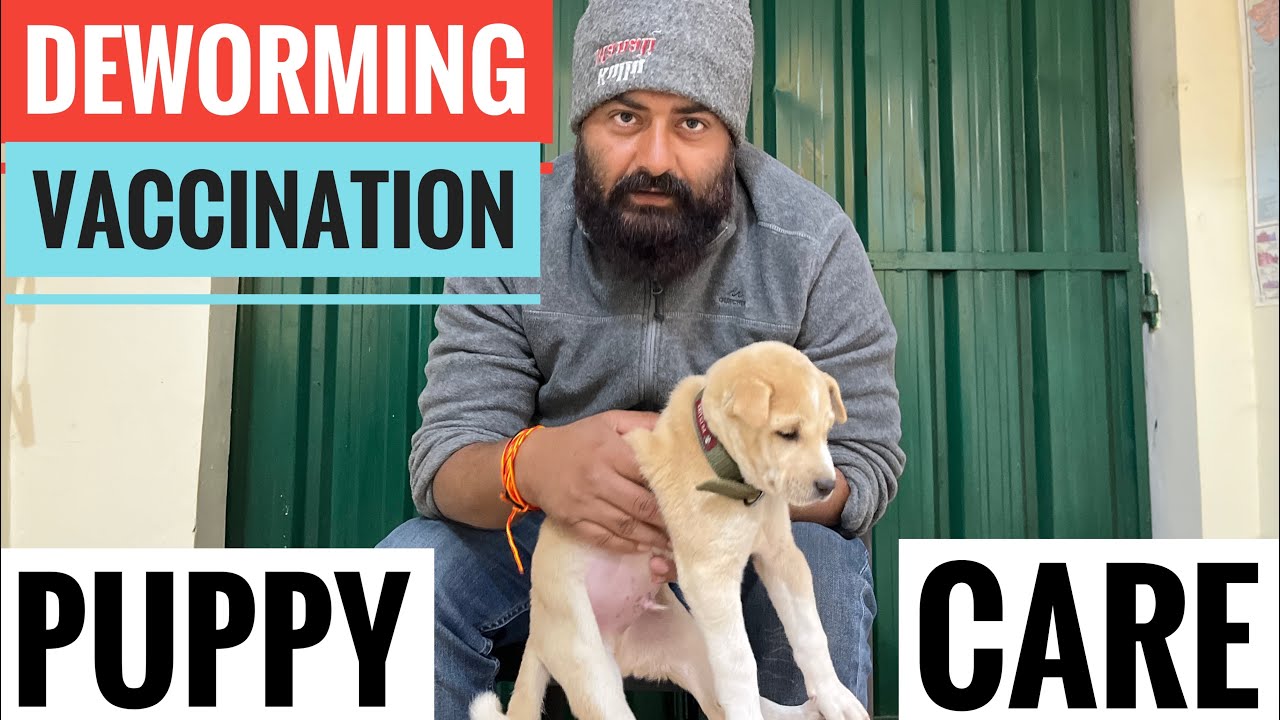 New Puppy Care | Deworming + Vaccination Complete Guide Puppy Care Tips | Dog Health Care |