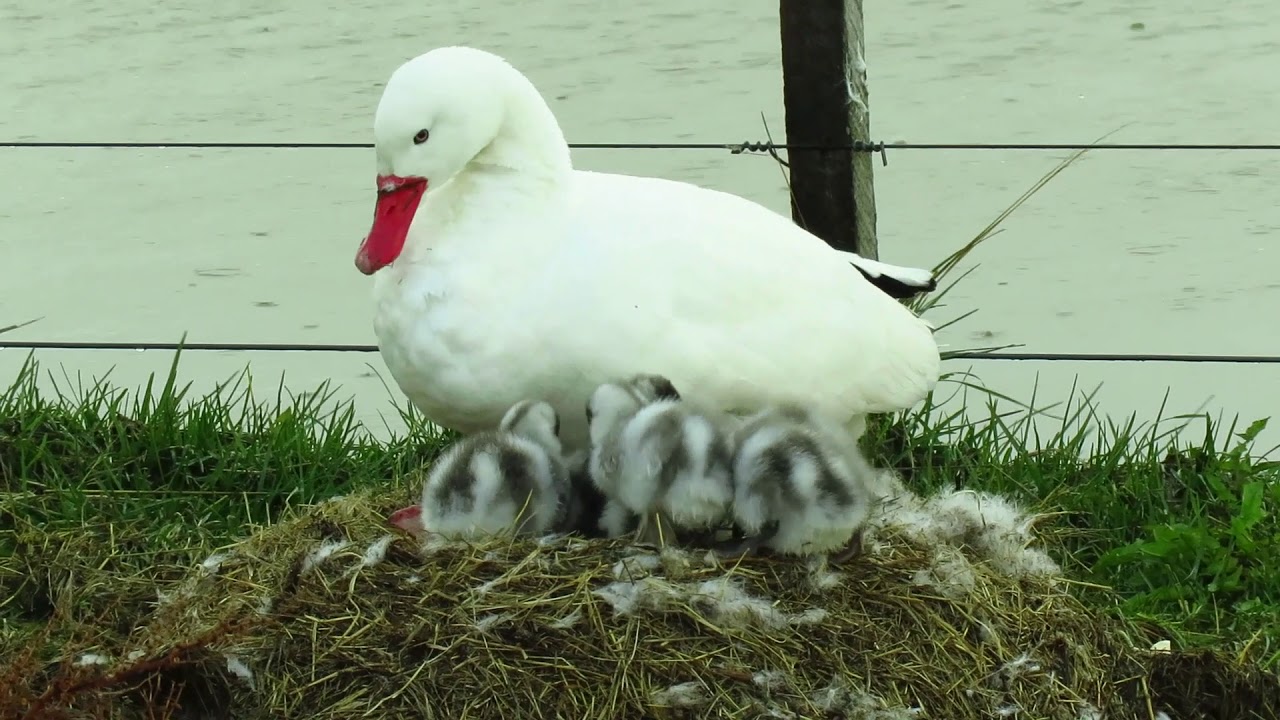 Cisne coscoroba