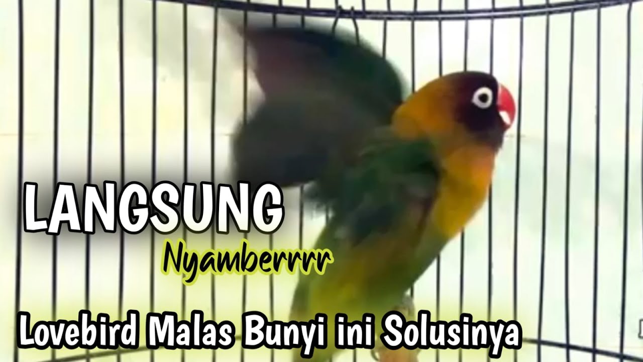 Lovebird Ngekek Panjang, 100% Jitu Memancing Lovebird DIAM JARANG BUNYI Langsung NYAUT
