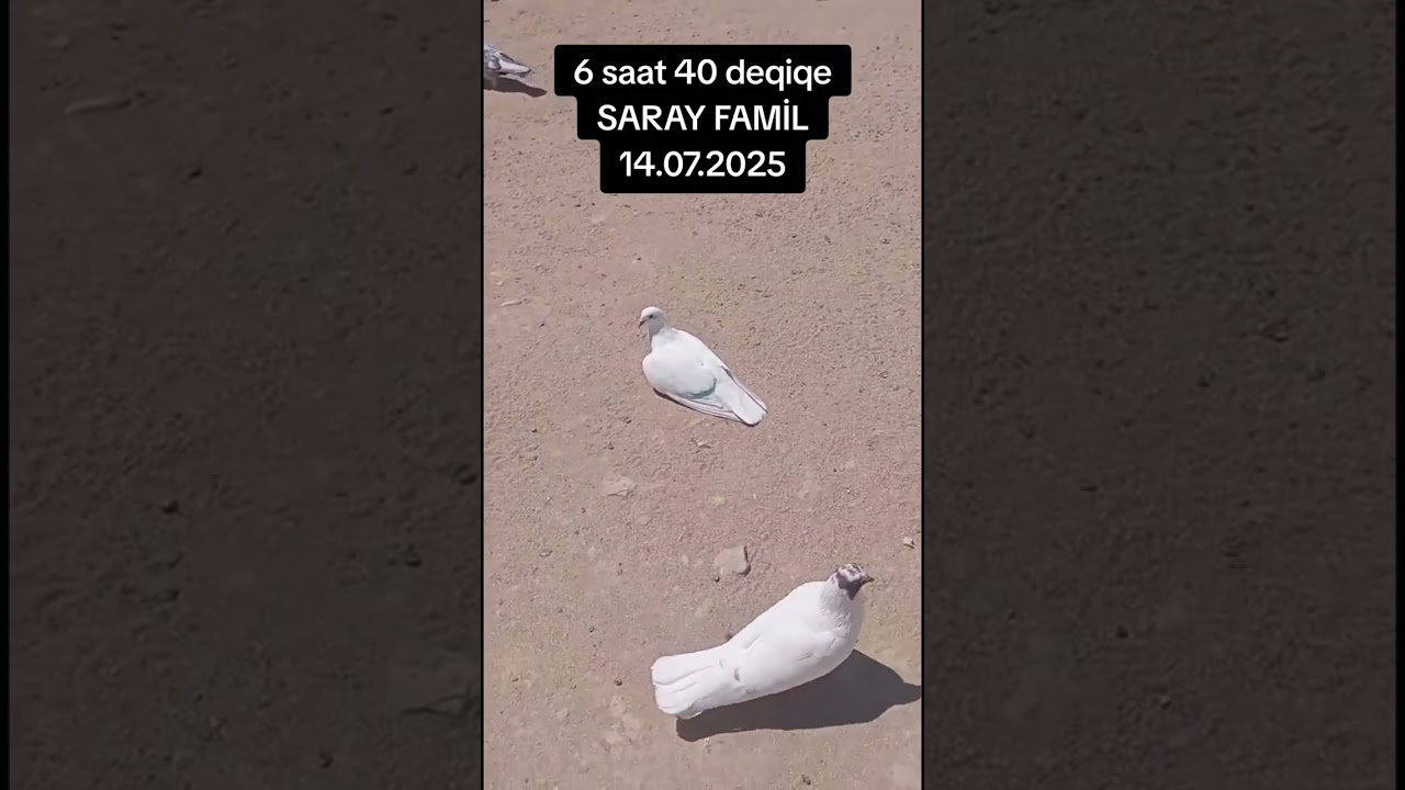 14.07.2025 FamiL Dadasov SARAY KENDİ