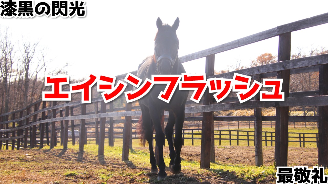 名馬エイシンフラッシュ｜Yogiboヴェルサイユリゾートファームでの暮らし