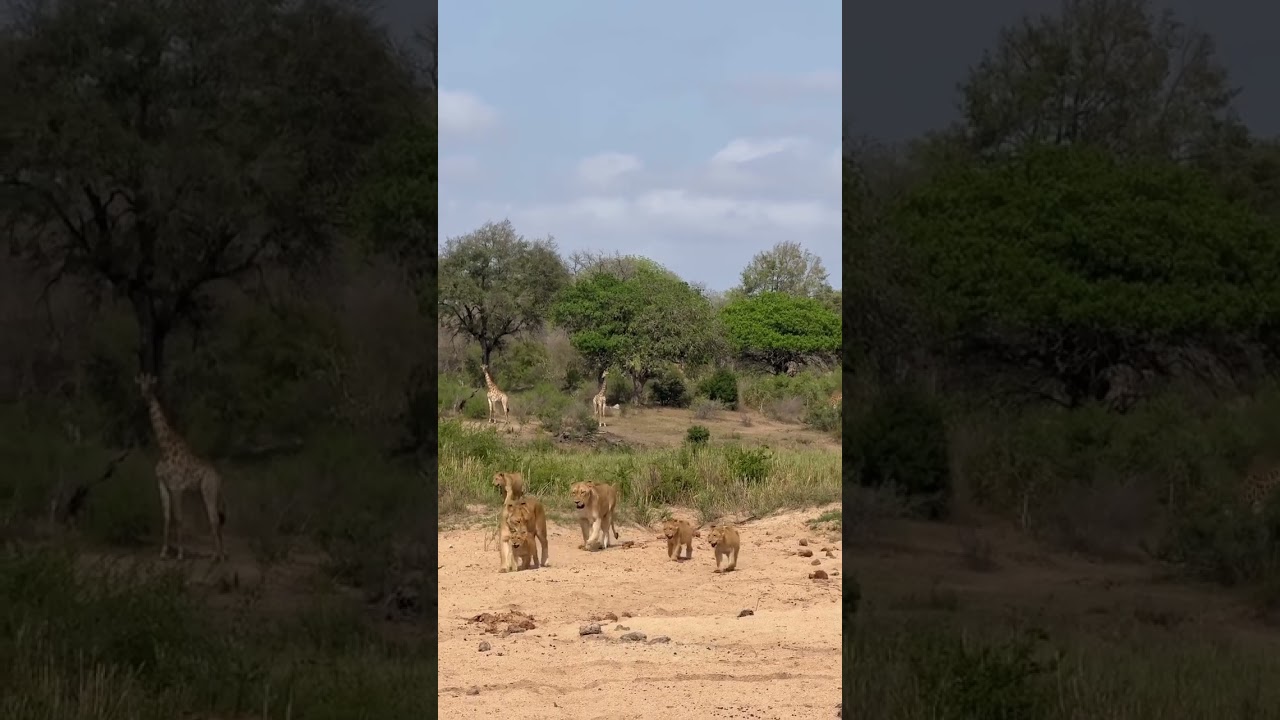 Lion Pride with Cubs: Rare Encounter with Giraffes in Serengeti 