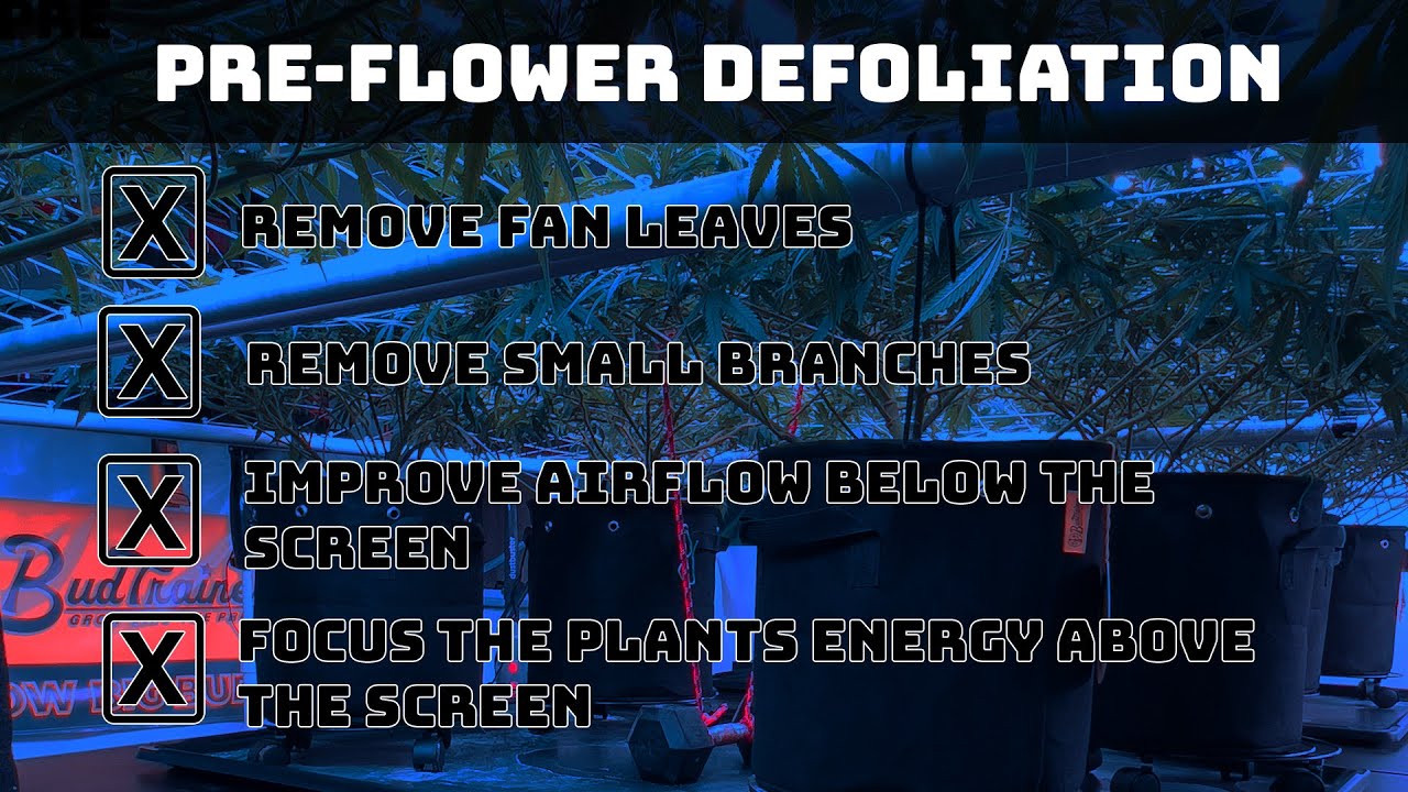 Pre-Flower Defoliation